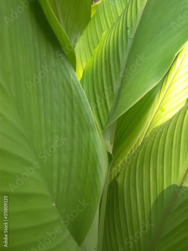 green leaf of a plant