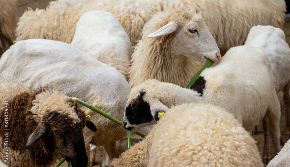 a lot of sheep standing in farm