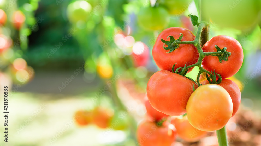 Red tomato plant growing in organic vegetable garden