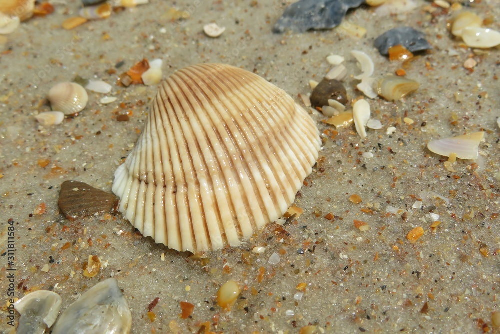 Beautiful beige seashell on sand background in Atlantic coast of North Florida Beautiful beige seashell on sand background in Atlantic coast of North Florida