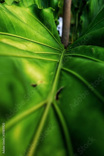 close details of green taro leaf pattern and shape for background