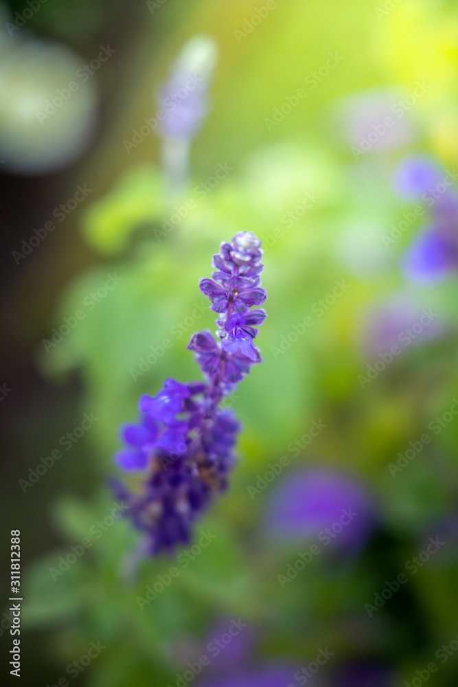 The background image of the colorful flowers The background image of the colorful flowers