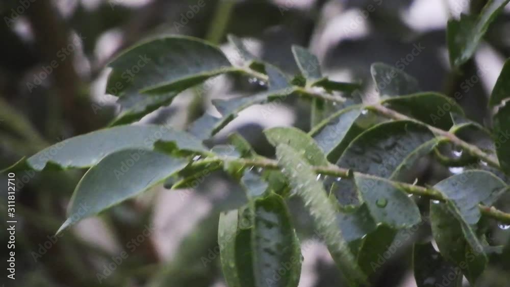 hailstone damage to tree leaves after destructive hail storm has past, the leaves have taken a severe beating from the storm hailstone damage to tree leaves after destructive hail storm has past, the leaves have taken a severe beating from the storm