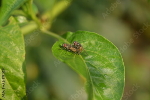 flies on leaf