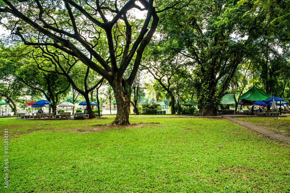 A beautiful view of Lumphini Park in Bangkok, Thailand.