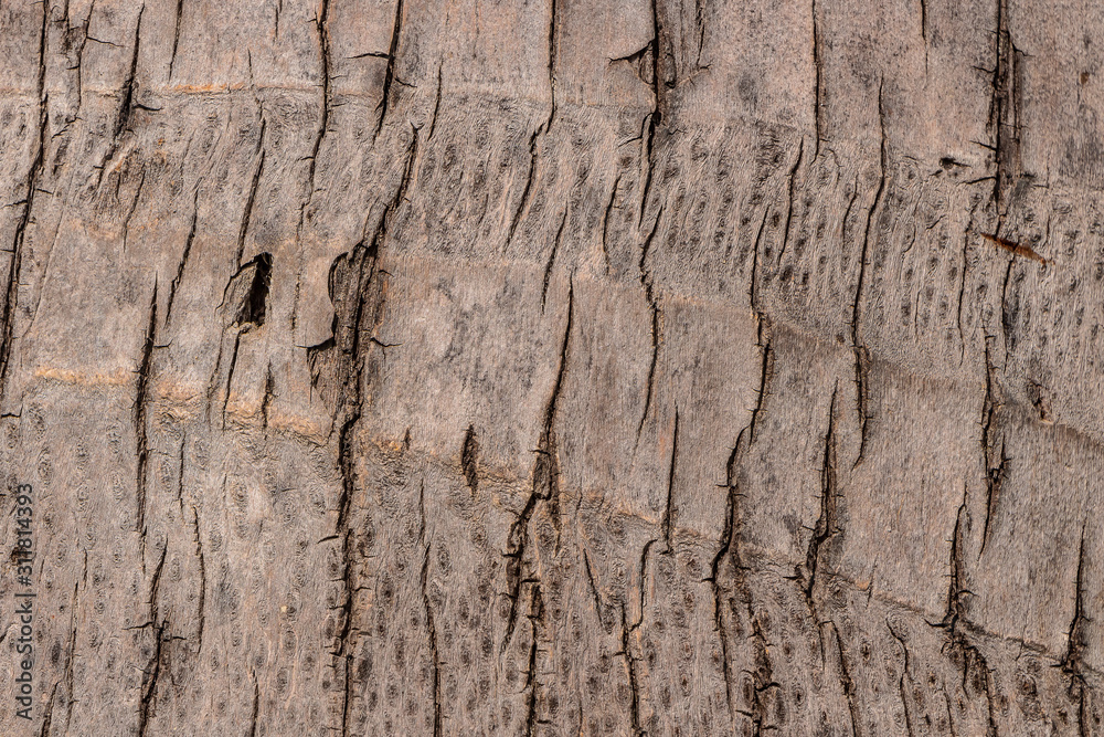 Obraz premium Beautiful brown texture of the trunk of the big Cocos nucifera palm
