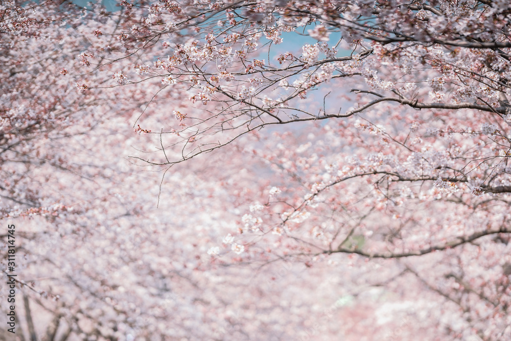 Beautiful natural background of Japanese spring and blooming sakura trees. Beautiful natural background of Japanese spring and blooming sakura trees.