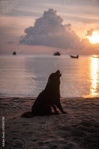 Howling Dog while sunset in Thailand on the Beach