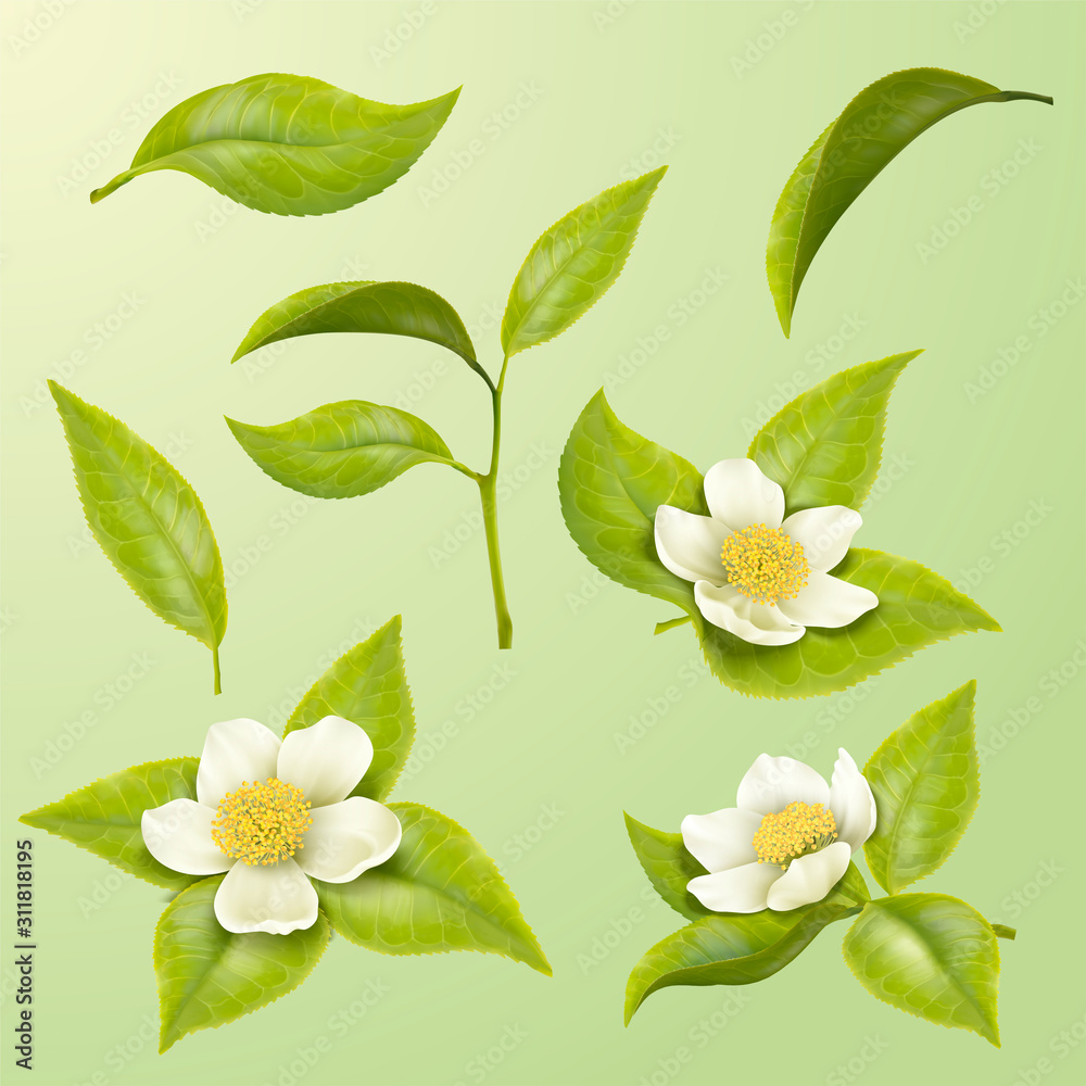 Obraz premium Green tea leaves and blossoms