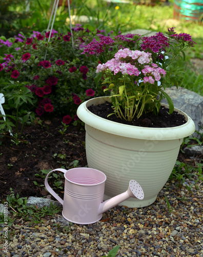 Watering can and beautiful phlox seedlings in the garden in spring.