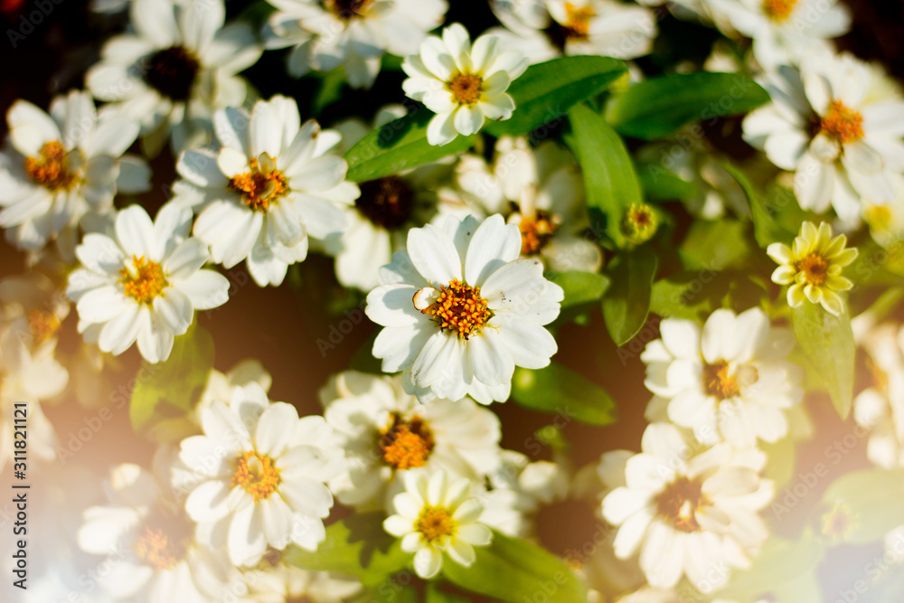Fototapeta premium Flower field