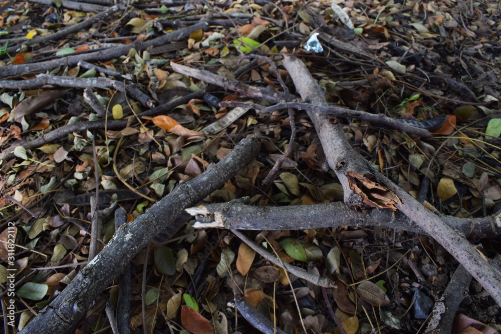 wood sticks that have started to rot wood sticks that have started to rot