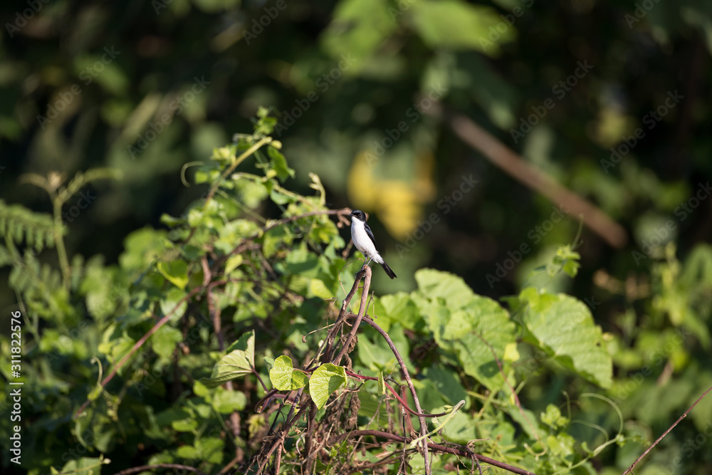 Adult Jerdon's bush chat, angle view, front shot, in the morning under the beautiful light perching on top of the tgrass near the dam area in montane forest, northern Thailand. Adult Jerdon's bush chat, angle view, front shot, in the morning under the beautiful light perching on top of the tgrass near the dam area in montane forest, northern Thailand.