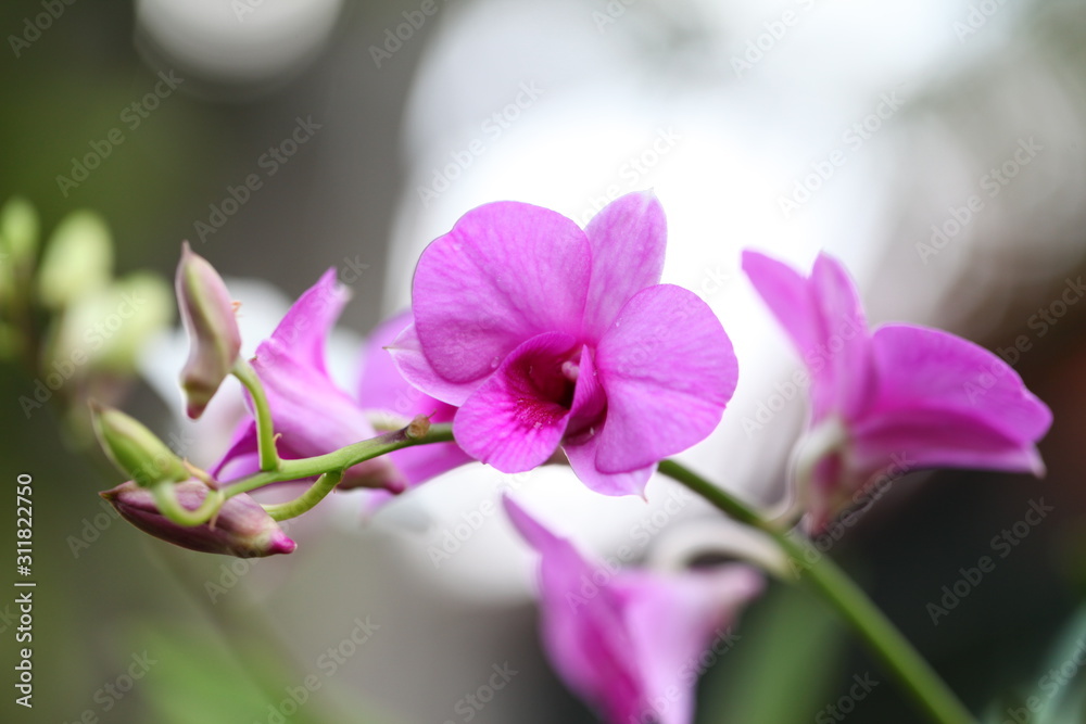 Beautiful pink orchid in the garden. Beautiful pink orchid in the garden.