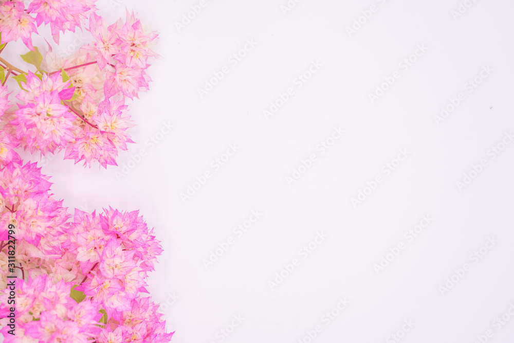 Beautiful heart shape pink Bougainvillea isolated on pink background.