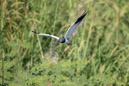 Beautiful adult Pied harrier, uprisen angle view, front shot, in the morning spread wings, flying to explore food under the clear sky in montane forest on high mountain in northern Thailand.