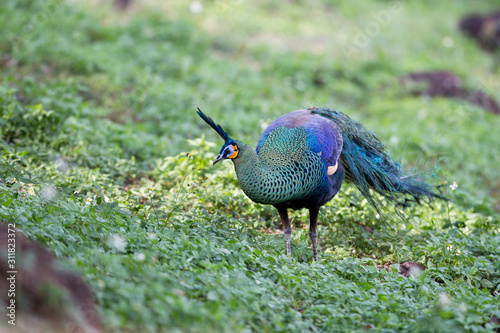 Closeup beautiful adult Green peafowl or Java peafowl, low angle view, front shot, foraging on the grassland near the mountain under the clear sky in tropical moist montane forest, northern Thailand. photo