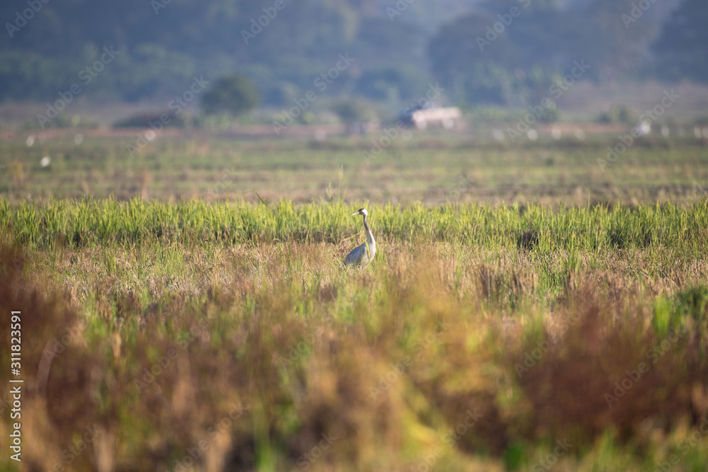 Common crane, also known as Eurasian crane, low angle view, side shot, in the morning under the beauty light foraging in wetland on the rice paddles near the mountain in northern Thailand. Common crane, also known as Eurasian crane, low angle view, side shot, in the morning under the beauty light foraging in wetland on the rice paddles near the mountain in northern Thailand.
