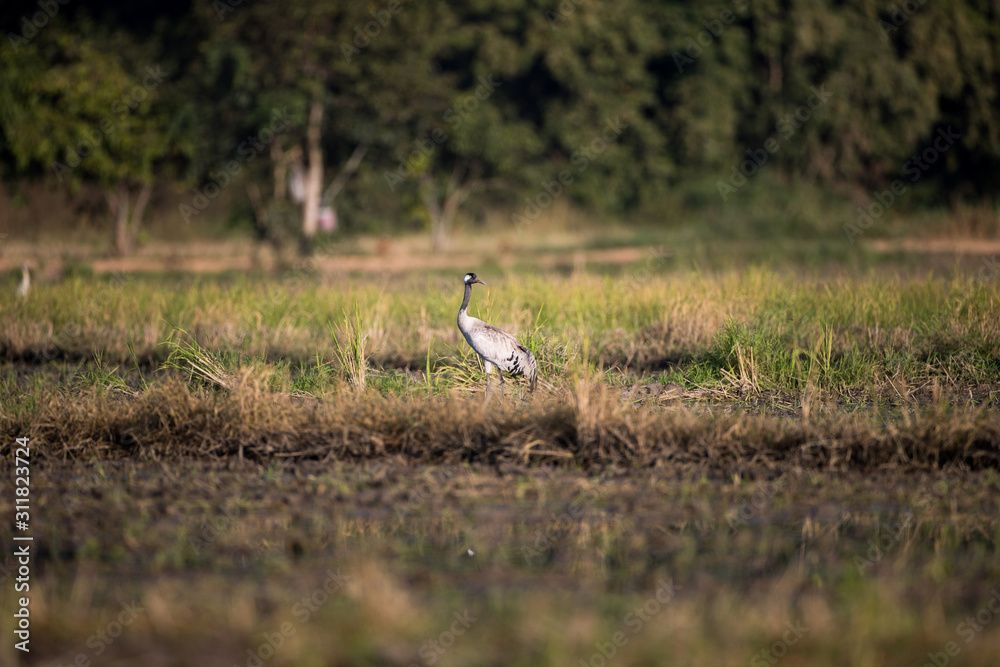 Common crane, also known as Eurasian crane, low angle view, side shot, in the morning under the beauty light foraging in wetland on the rice paddles near the mountain in northern Thailand. Common crane, also known as Eurasian crane, low angle view, side shot, in the morning under the beauty light foraging in wetland on the rice paddles near the mountain in northern Thailand.