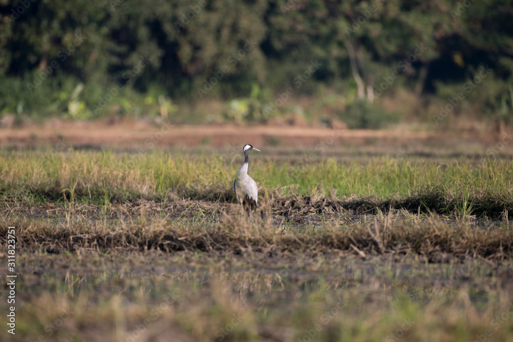 Obraz premium Common crane, also known as Eurasian crane, low angle view, side shot, in the morning under the beauty light foraging in wetland on the rice paddles near the mountain in northern Thailand.