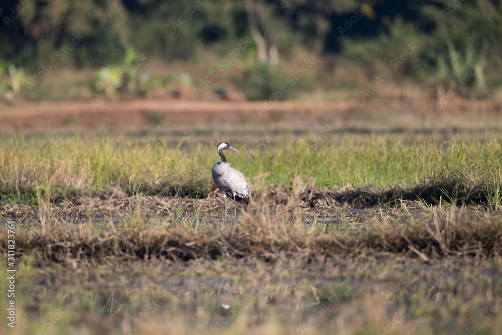 Common crane, also known as Eurasian crane, low angle view, side shot, in the morning under the beauty light foraging in wetland on the rice paddles near the mountain in northern Thailand. Common crane, also known as Eurasian crane, low angle view, side shot, in the morning under the beauty light foraging in wetland on the rice paddles near the mountain in northern Thailand.