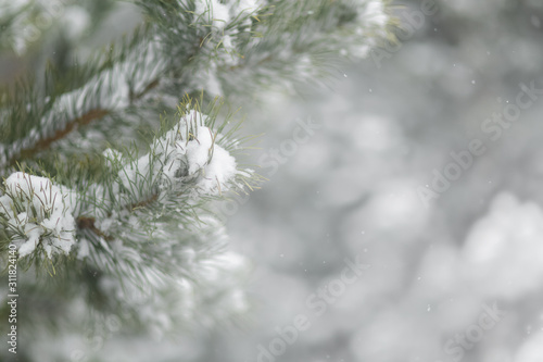 branches of pine tree or fir tree with snow in winter with copy space