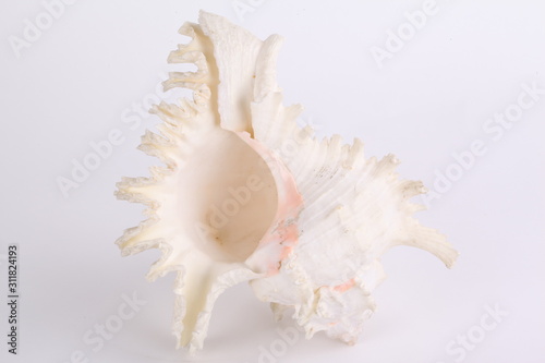 Sea shell isolated on the white background.