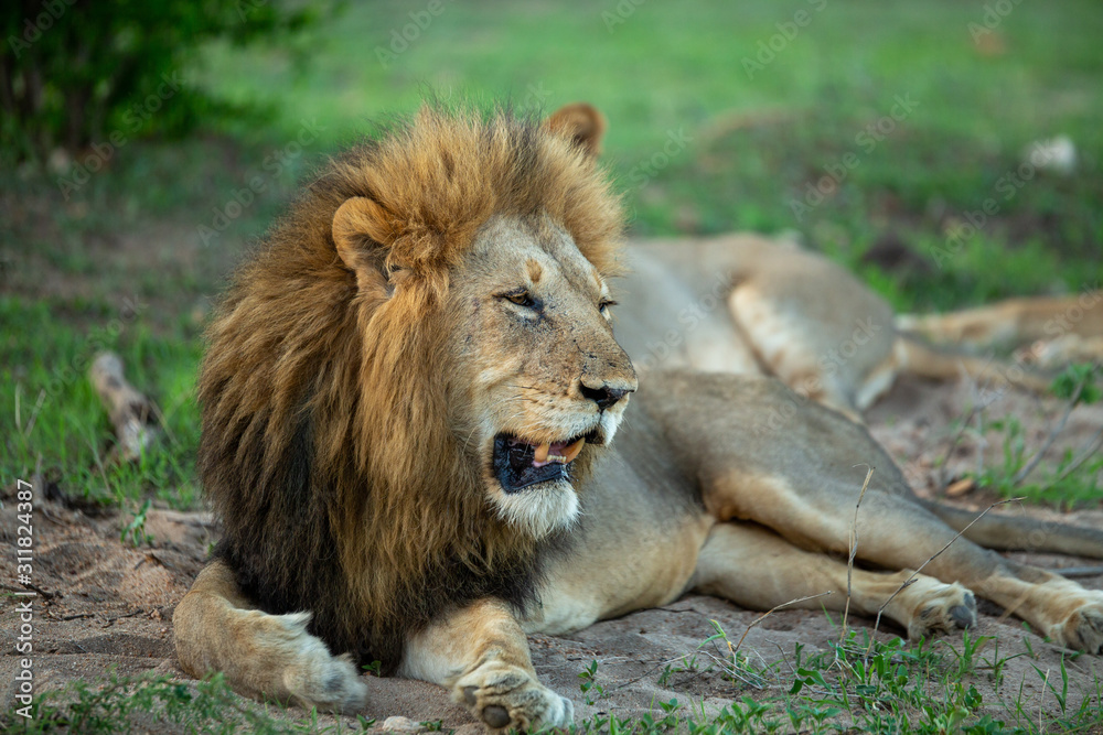 Large dominant male lion in the lowveld region of the Greater Kruger park. Large dominant male lion in the lowveld region of the Greater Kruger park.