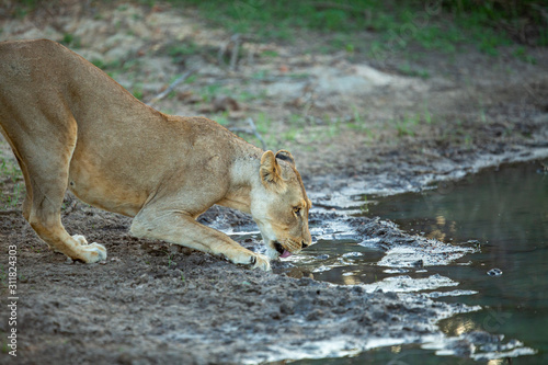 Lioness drinking water and showing off teeth as they yawn