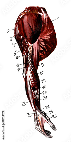 Set of anatomy human muscles and bones. Hand drawn watercolor illustration. Isolated on white. Body, people, man, woman