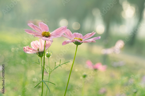 pink orange flower in spring nature field soft light background © bidala