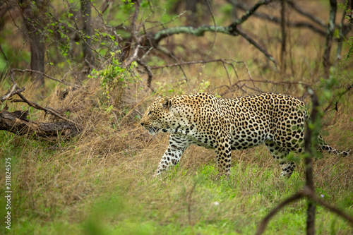 Male Leopard in the green african bush