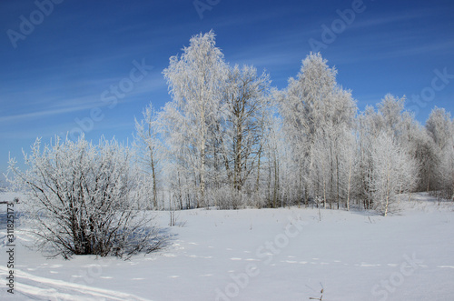 The edge of the forest. Trees in frost. Footprints in the snow. © I_n_g_r_i_t