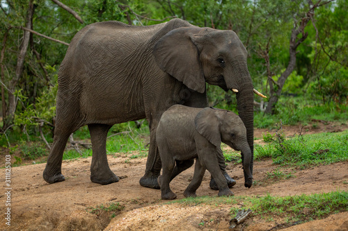 A herd of elephants with young calves coming down to drink water at a local watering hole. 