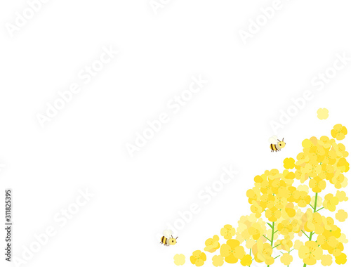 菜の花16