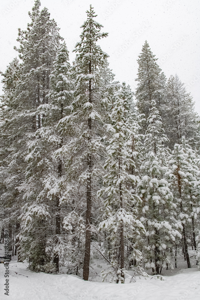 Naklejka premium Pine trees with a lot of snow in winter, background