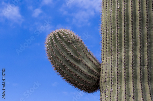 Saguaro branch with blue sky