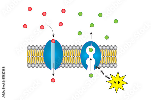 Transport protein
