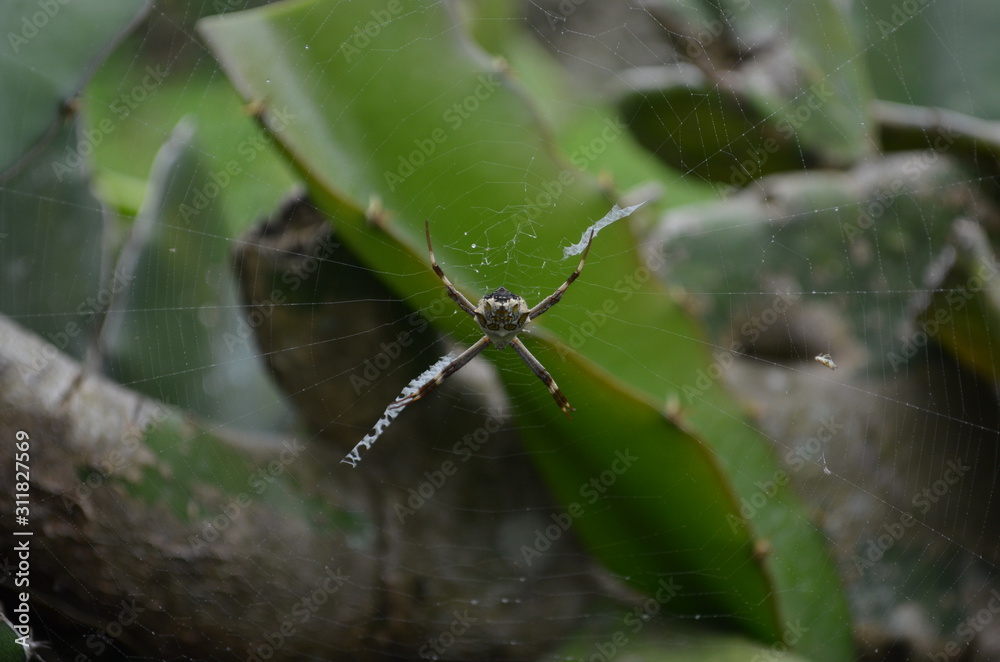 Araña silvestre Araña silvestre