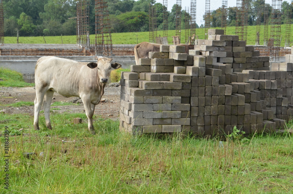 Obraz premium Vaca blanca junto a construcción