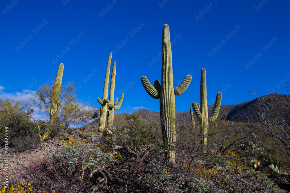 Saguaro cactus with mountains and blue sky in the background