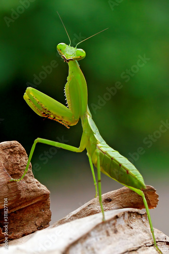 green mantis on the wood © Opayaza