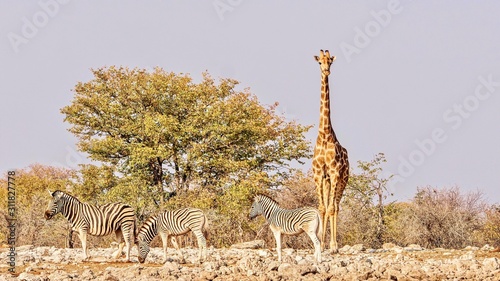 A giraffe stands tall above three zebra  in a dry  rocky landscape in Etosha National Park  Namibia.