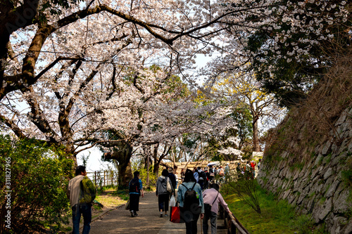 Full blooming of cherry blossom at Akashi park in Hyogo prejecture, Japan