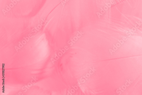 Beautiful abstract colorful white and pink feathers on white background and soft white red feather texture on pink pattern, pink background