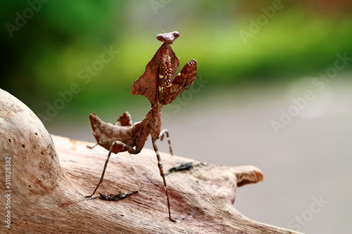 Fotografi dead leaf mantis on the garden