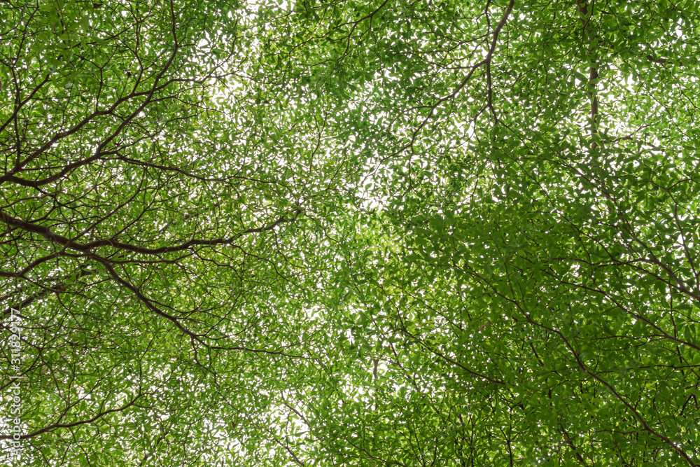 Tree branches with green leaf isolated on white background. Tree branches with green leaf isolated on white background.
