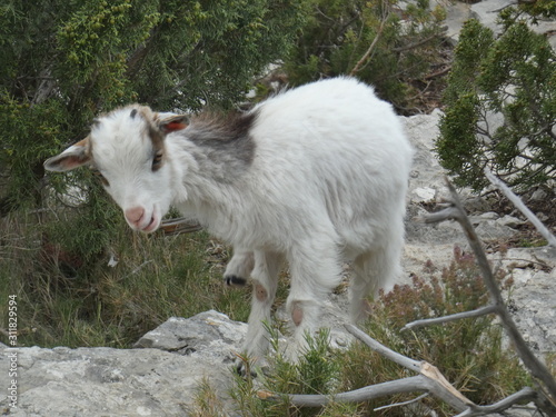 Fotografija Photo of a young goat moving in the scrubland of Provence