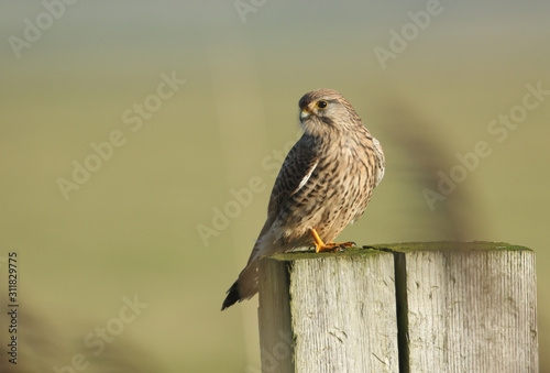  A hunting Kestrel, Falco tinnunculus, perching on a wooden fence post on a windy day.
