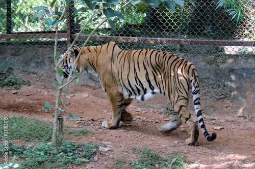 Tiger photographed in the Zoo. Tiger is resting the public at Nandankanan Zoological Park. photo